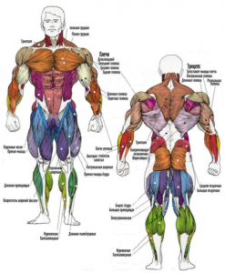 Расположение мышц человека